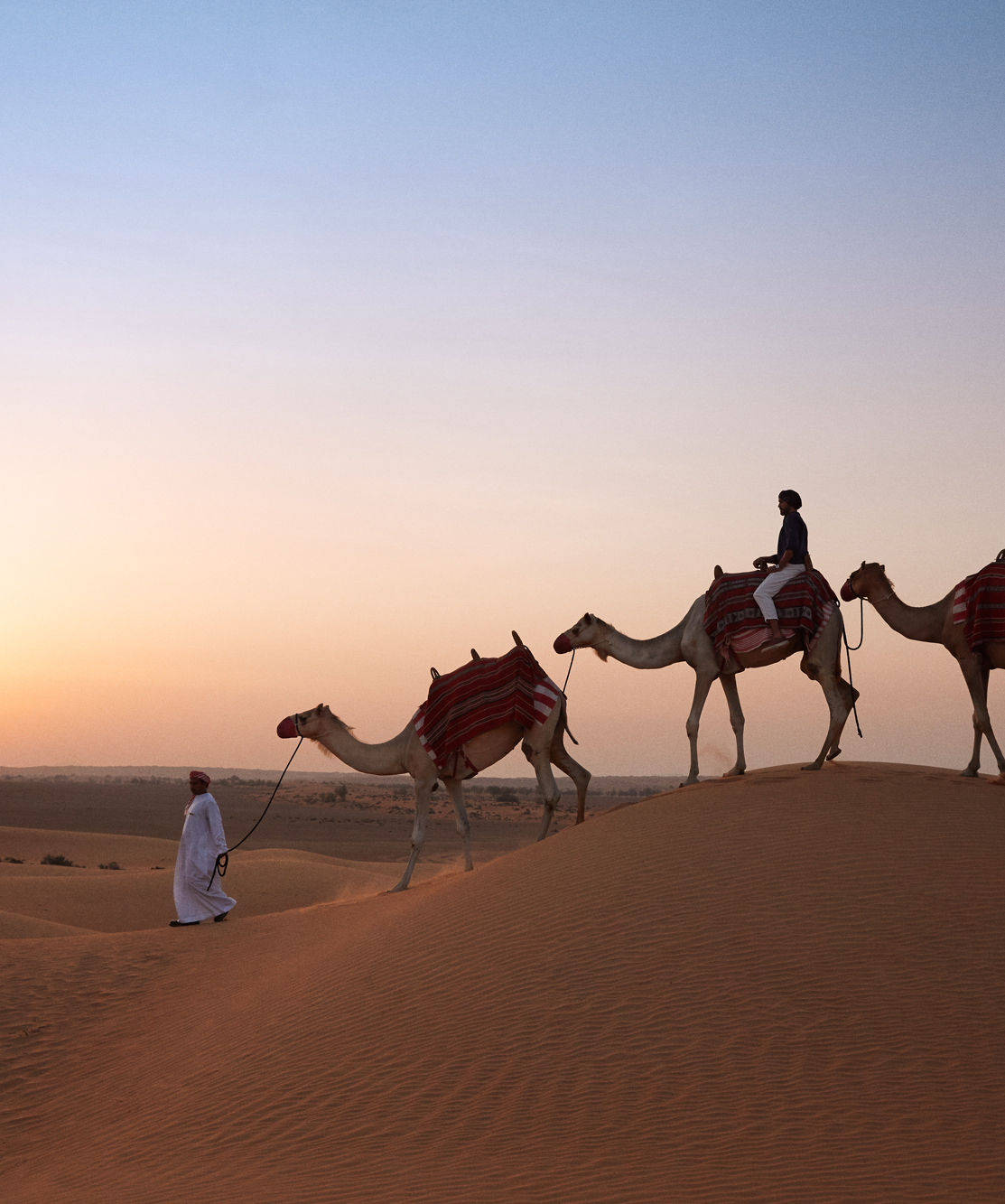 A Bedouin leading three camels across a dune at sunset